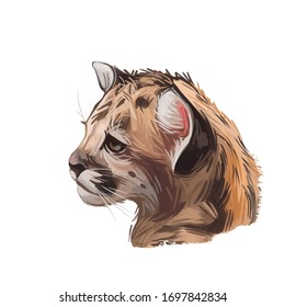 Cougar Baby Tabby, Large Felid Isoated Wildlife Cat. Digita Art Illustration Of Mountain Lion, Puma, Red Tiger, And Catamount. Puma Concolor North American Cougar Hunting Savanna Season Wildcat