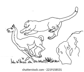 The Cougar, Mountain Lion Or American Lion Hunting A Huanaco For Coloring.