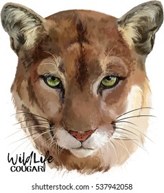 Cougar watercolor painter