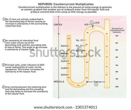 Countercurrent Multiplier function in kidney