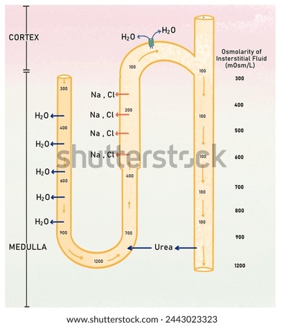 Countercurrent Multiplier function in kidney