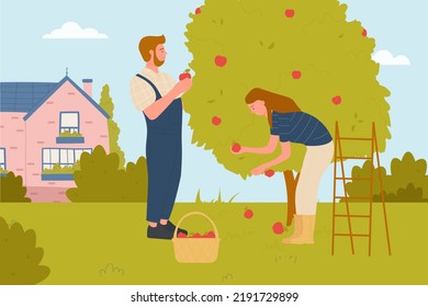 Couple People Pick Apples In Garden, Agriculture And Farming Illustration. Cartoon Young Man Woman Farmer Characters Picking Fruits In Basket In Farm Garden Landscape With House Background