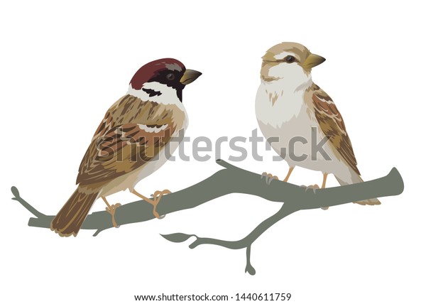 2 3羽のリアルなスズメが枝の上に座っている 白い背景に手描きのリアルなスタイルで 小鳥のスズメのカラフルなイラスト デザインのエレメント 印刷 の イラスト素材