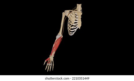 Course Of Median Nerve.3d Rendering