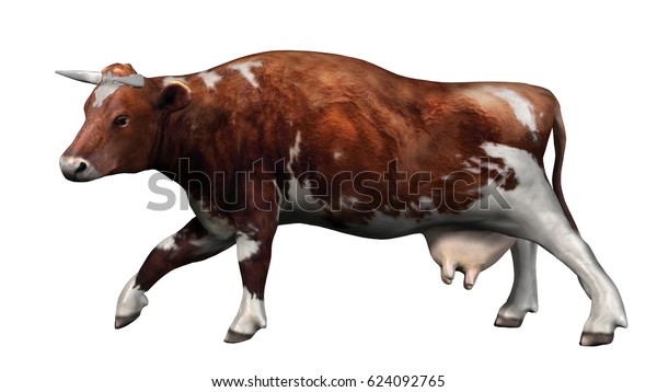 Cow Brown White Cow Isolated On のイラスト素材