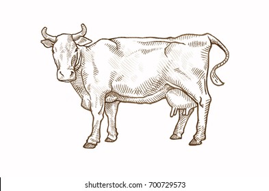 Cow And Farm In Graphic Style From Hand Drawing Image.