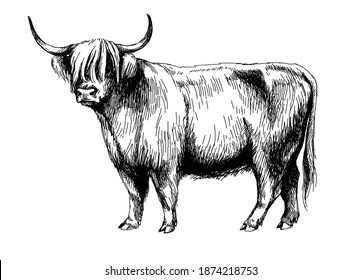cow highland farm  vector graphics illustration