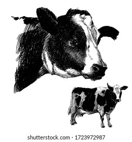 Cow Illustration Farm Animals Realistic Cattle Stock Illustration ...