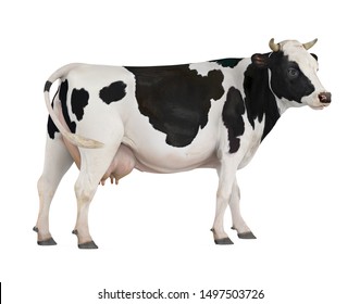 Корова изолирована на белом фоне. 3D-рендеринг