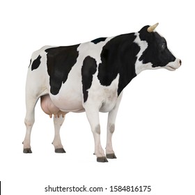 Cow isolated on white background. 3D rendering