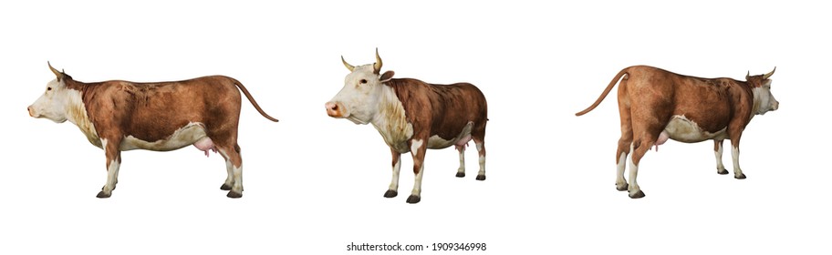 Cow on white background 3d rendering