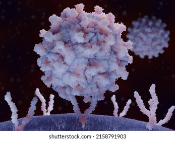 The coxsackievirus causes the common cold. Binding to the human intercelullar adhesion molecule-1 on a cell surface leads to infection of the cell.  3d rendering
