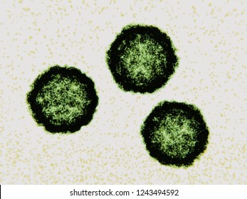 Coxsackieviruses: Coxsackievirus, like the poliovirus, belongs to the genus enterovirus. They are among the most common and important human pathogens. 3d rendering