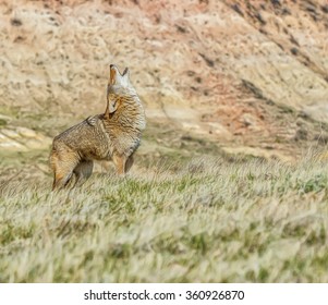 Coyote howling,photo art