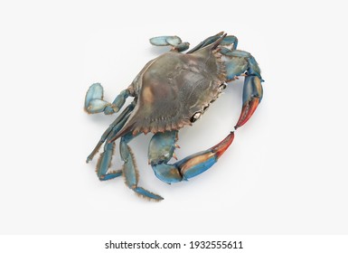 crab 3d modelling render image