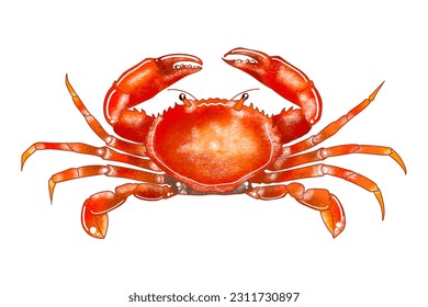 A crab illustration, red crab, drawing crab, crab png image