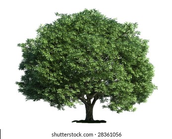 Crack Willow Latin Salix Fragilis Tree Stock Illustration 28361056 ...