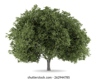 Crack Willow Tree Isolated On White Background