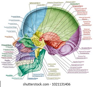 176 Cranial cavity Images, Stock Photos & Vectors | Shutterstock