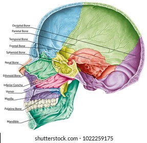 56,788 Cranium Images, Stock Photos & Vectors | Shutterstock