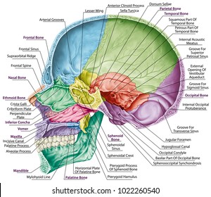 Cranium Images; Stock Photos & Vectors | Shutterstock