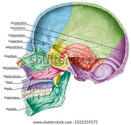 royalty free stock illustration of cranial cavity bones cranium cranial cavity