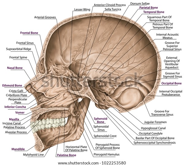 Cranial Cavity Bones Cranium Bones Head Stock Illustration 1022253580