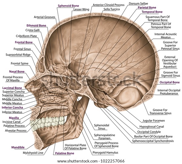 Cranial Cavity Bones Cranium Bones Head Stock Illustration 1022257066