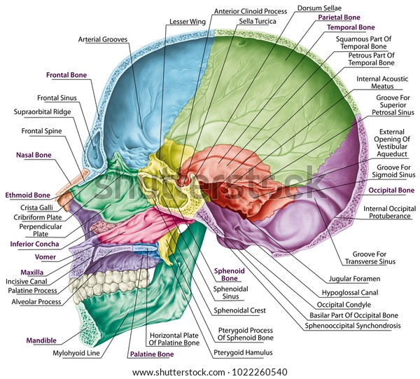 Cranial cavity. The bones of the cranium, the bones of\
the head, skull. The individual bones and their salient features in\
different colors. The names of the cranial bones. Parasagittal\
section. 