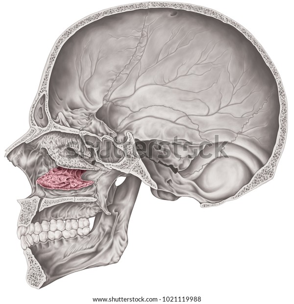 Cranial cavity. The\
inferior nasal concha bone of the cranium, the bones of the head,\
skull. The individual bones and their salient features in different\
colors. Sagittal section.\
