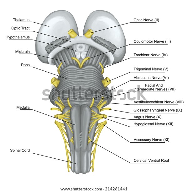 Cranial Nerves Brainstem Ventral View Posterior Stock Illustration ...