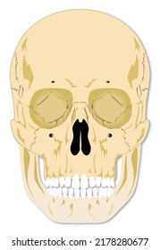 which of these skull bones surround and protect the brain