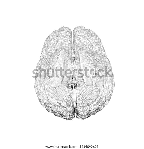 Creative Concept Human Brain Pencil Drawing Stock Illustration ...