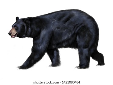 Creative representation of Black Bear watercolor painting on white background