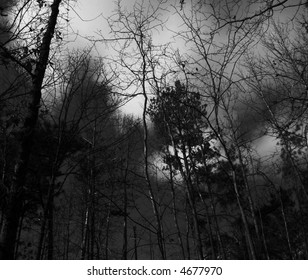 Creepy Dark Haunted Forest