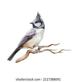 Crested tit bird watercolor illustration. Realistic lophophanes cristatus image. European songbird perched on the tree branch. Crested tit forest wildlife animal. White background
