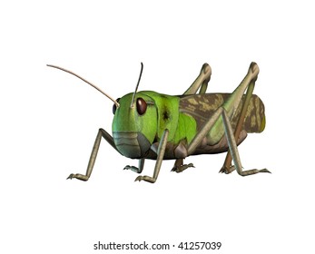 Cricket Grasshopper Stock Illustration 41257039 | Shutterstock