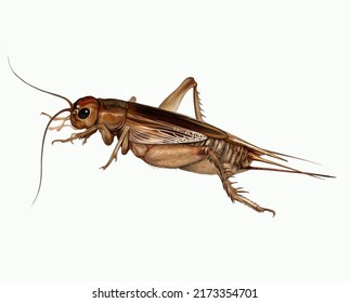 Cricket (Gryllidae), Realistic Drawing, Illustration For Animal Encyclopedia, Isolated Image On White Background