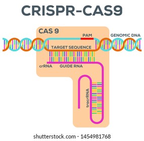 crispr cas9 gene editing mechanism tools synthetic biology