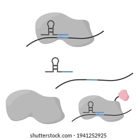 CRISPR-Cas Enzyme And Components Of Crispr Cas System And Fusion Protein