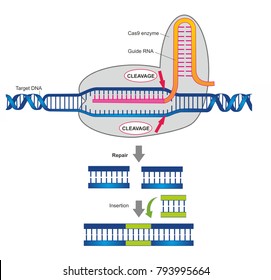 CRISPR/Cas9 enzyme system for genome editing in genetic engineering.