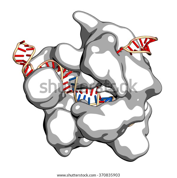 Crisprcas9 Gene Editing Complex Streptococcus Pyogenes Stock Illustration 370835903 Shutterstock 4853