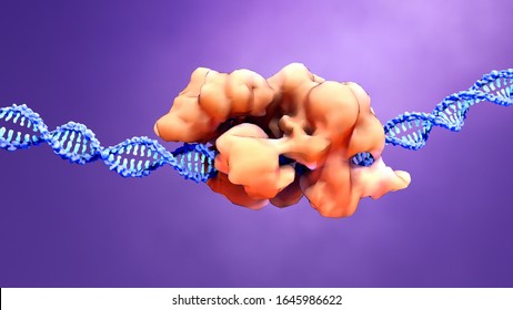 CRISPR-Cas9
proteins recognize and cut foreign pathogenic DNA 3d illustration
