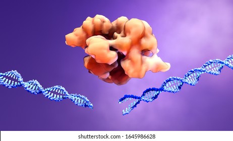 CRISPR-Cas9
proteins recognize and cut foreign pathogenic DNA 3d illustration
