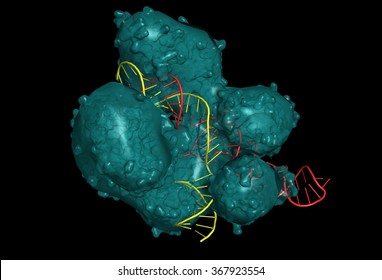 CRISPR/Cas9 system for editing, regulating and targeting genomes. The Cas9 protein uses a gRNA (guide RNA) sequence to cut DNA at a complementary site. Molecular structure - RNA in red, DNA in yellow
