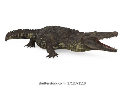 22,516 Swamp Alligator Images, Stock Photos & Vectors | Shutterstock