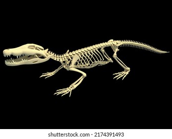 Crocodile Skeleton Animal Anatomy 3d Rendering Stock Illustration ...