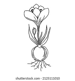 Crocus Plant Flower Illustration Fine Liner