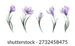 Crocus Spring Bulb Flower Set. Watercolor hand drawn floral illustration isolated on white background Easter Woman