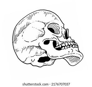 Cross Hatching Skull In Black And White